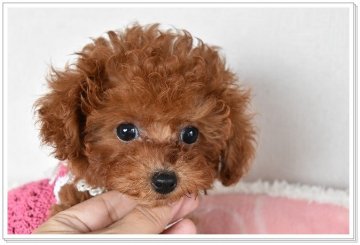 トイプードル(ティーカップ)【長崎県・女の子・2017年7月1日・レッド】の写真「大人しめのマイペースっ子♪」