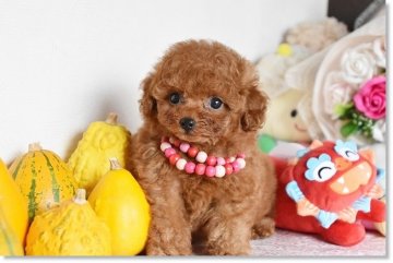 トイプードル(タイニー)【長崎県・男の子・2019年3月3日・レッド】の写真「毛量多♪おめめクリクリ甘えた君」