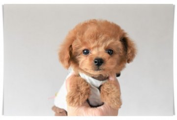 トイプードル(タイニー)【長崎県・男の子・2020年10月10日・アプリコット】の写真「物怖じなしの可愛い男の子♪」