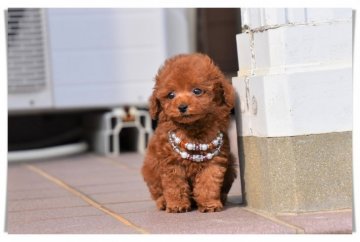 トイプードル(タイニー)【長崎県・男の子・2019年4月25日・レッド】の写真「むっちりボーイ♪」