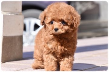 トイプードル(ティーカップ)【長崎県・女の子・2017年12月27日・レッド】の写真「大人しくマイペースな女の子♪」