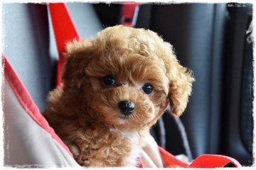 トイプードル(タイニー)【長崎県・女の子・2018年1月24日・レッド】の写真「もこもこな甘えたサン」
