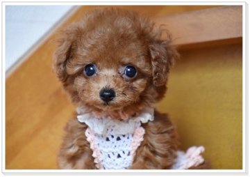 トイプードル(ティーカップ)【長崎県・女の子・2017年9月18日・レッド】の写真「小さくて可愛らしい小顔ちゃん♪」