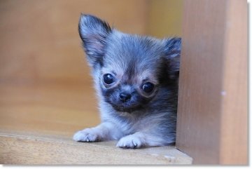 チワワ(ロング)【長崎県・男の子・2018年8月29日・フォーン】の写真「極チビ君♪」