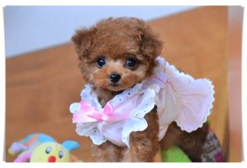 トイプードル(タイニー)【長崎県・男の子・2019年4月25日・レッド】の写真「オメメくりくり小振りなイケメン君♪」