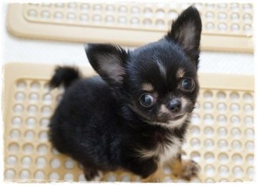 チワワ(ロング)【長崎県・女の子・2015年6月1日・ブラックタン】の写真「特選！極小のかわいこちゃん♪」