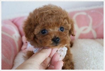 トイプードル(ティーカップ)【長崎県・女の子・2017年1月4日・レッド】の写真「はかなげな可愛さが魅力的♪」