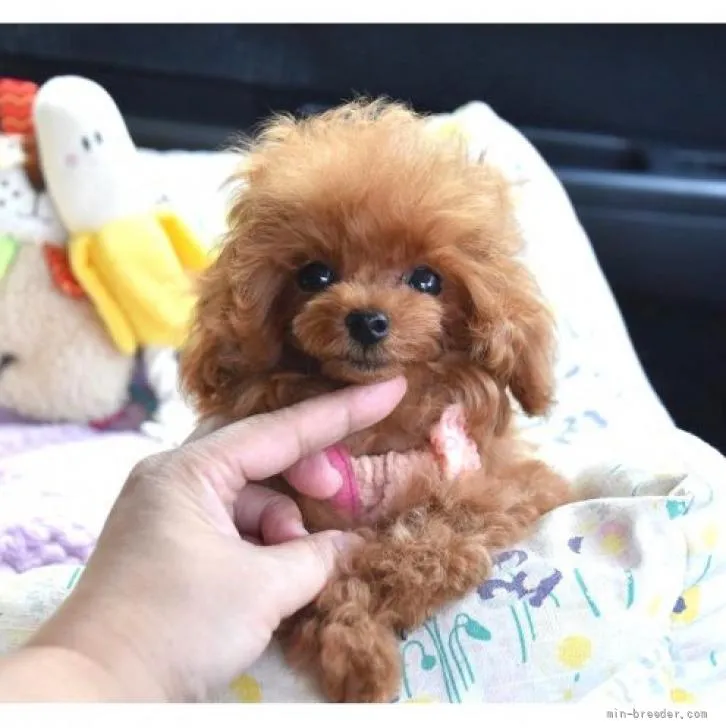 ショコラ 様のお迎えした子犬
