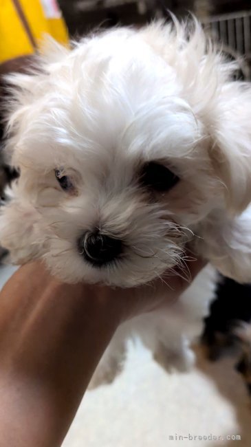 大鹿厚子ブリーダーのブログ：マルチーズのHaku君です🐶