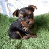 ヨークシャーテリア【神奈川県・女の子・2025年9月2日・スティールブルー&タン】の写真11