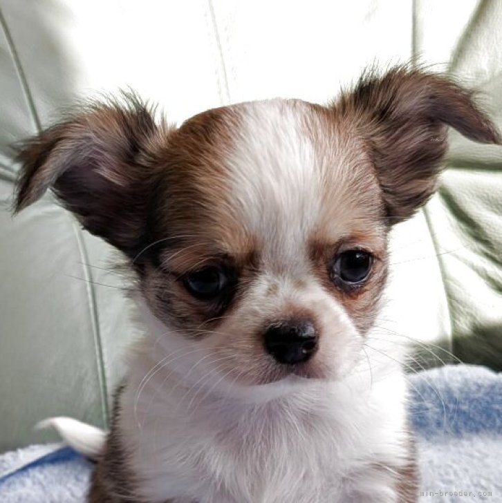 ブリーダー画像