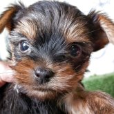 ヨークシャーテリア