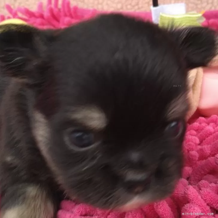 ID：2404-06247の子犬