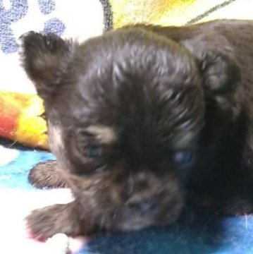 チワワ(ロング)【神奈川県・女の子・2024年6月1日・ブラックタン】の写真「シッポをママが臍の緒と間違て切ってしまいました。」