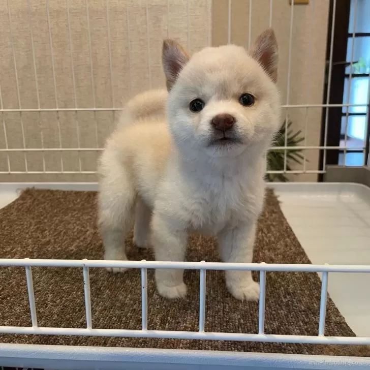 H.N 様のお迎えした子犬
