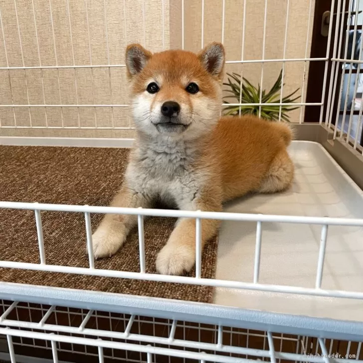 ID：2505-06464の子犬