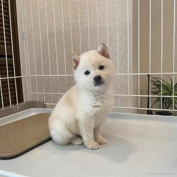 ID：2502-03473の子犬