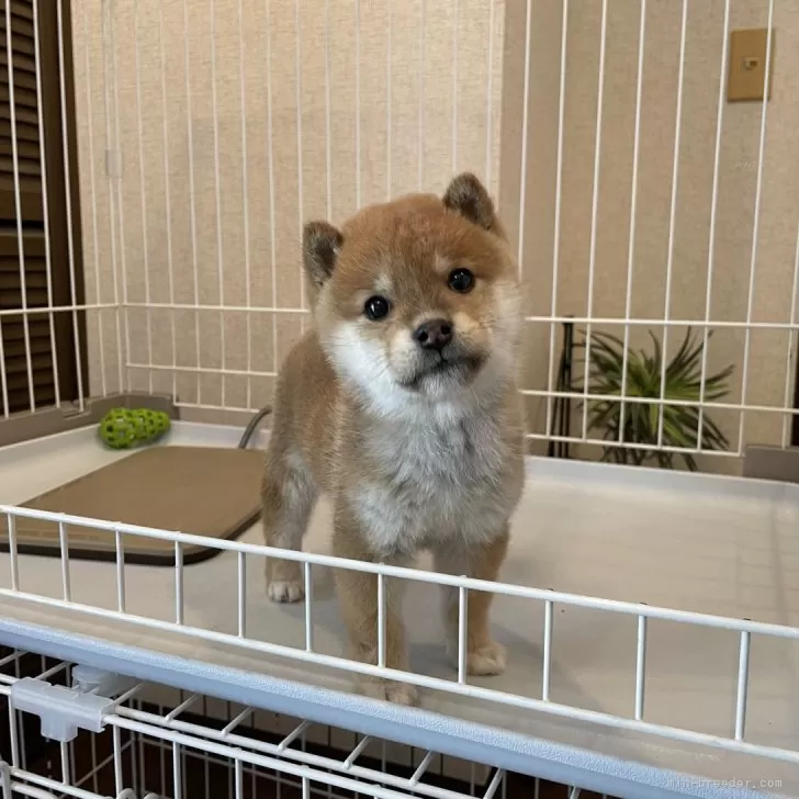 ID:2501-04670の子犬