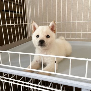 柴犬(豆柴)【兵庫県・男の子・2025年5月5日・白】の写真「☆優良血統ピュアホワイト純白毛真黒鼻極小の白豆柴☆」