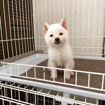 柴犬(豆柴)【兵庫県・男の子・2025年5月5日・白】の写真「☆優良血統スノーホワイト純白ぬいぐるみ極小白豆柴☆」