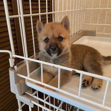豆柴【兵庫県・男の子・2025年7月28日・赤】の写真「☆優良血統ぬいぐるみフェイス可愛いタヌキ顔赤豆柴☆」