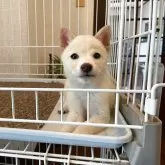 豆柴