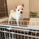 豆柴