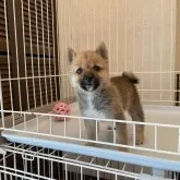 豆柴