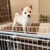 豆柴