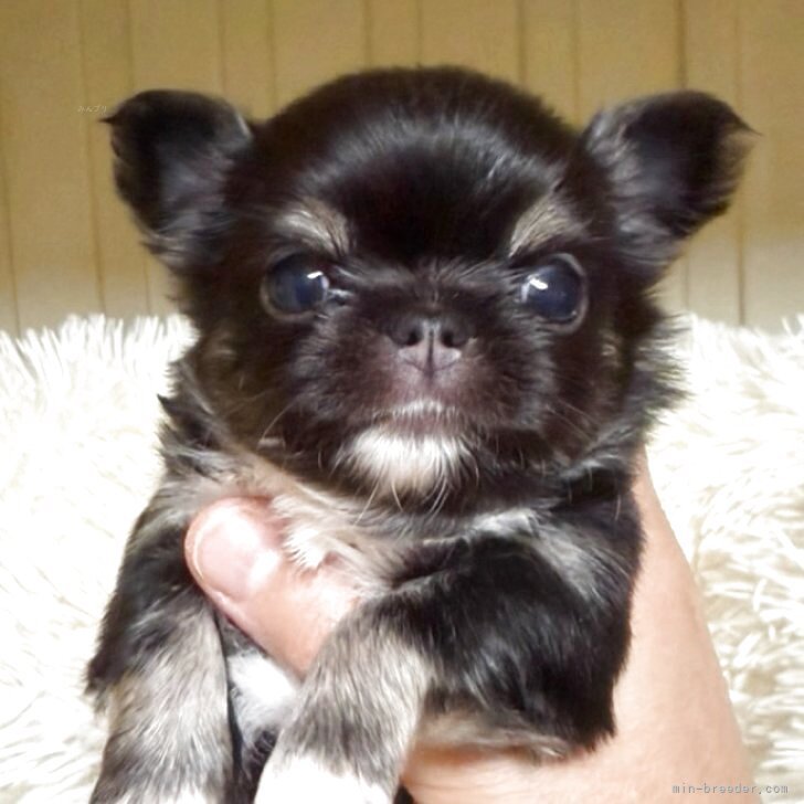 ブリーダー画像