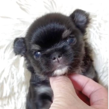 チワワ(ロング)【徳島県・男の子・2025年10月18日・ブラックタンホワイト】の写真「絶対！可愛くなる事間違いなしの僕‼️」