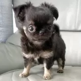 チワワ(ロング)