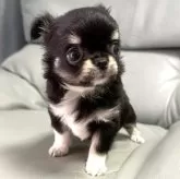 チワワ(ロング)