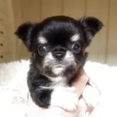 チワワ(ロング)