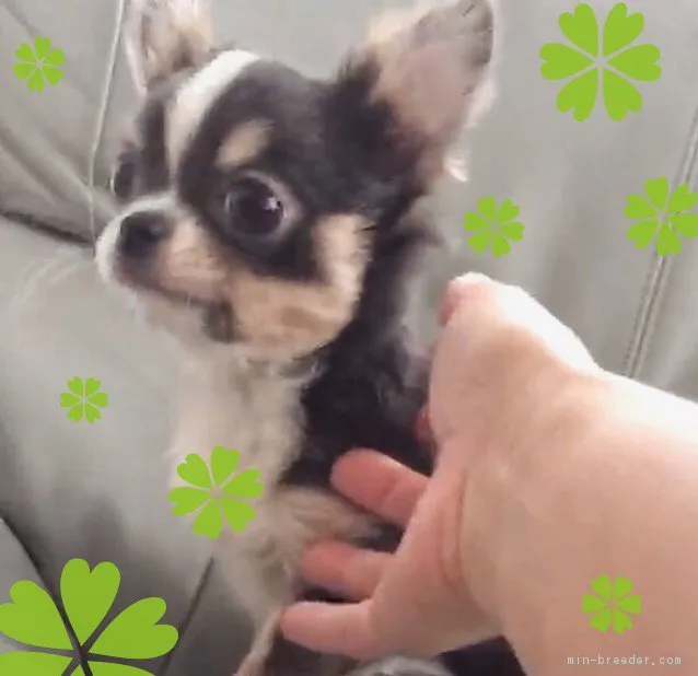 ID:1712-00189の子犬