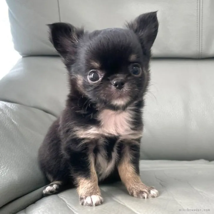 ID：2309-05472の子犬