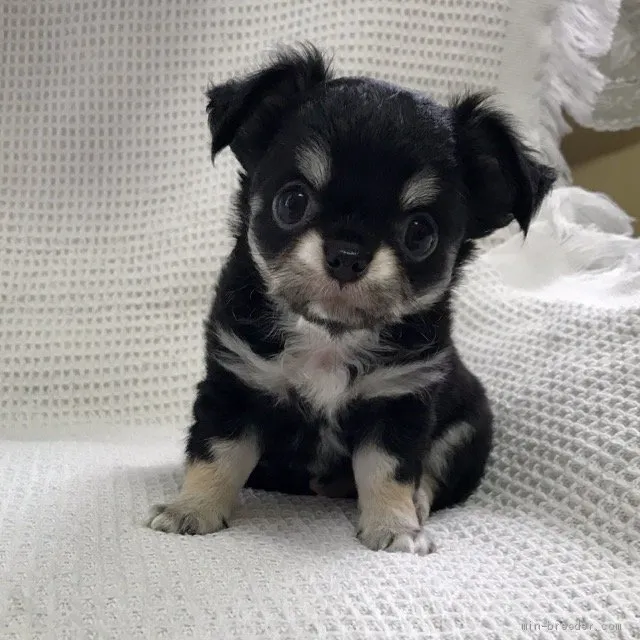 ID：1908-02313の子犬