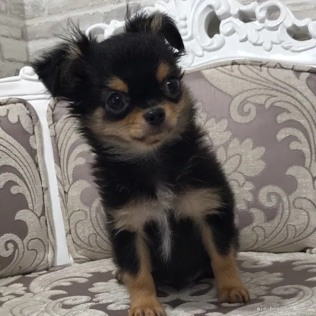 ID：2008-02573の子犬