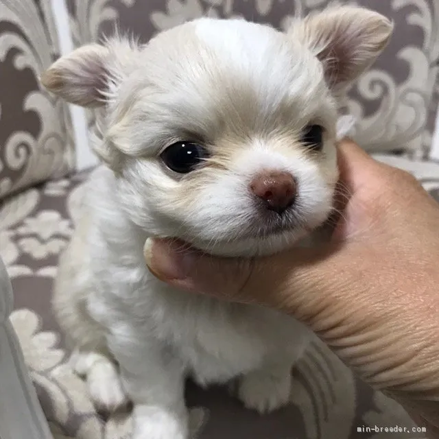 やっぴー 様のお迎えした子犬