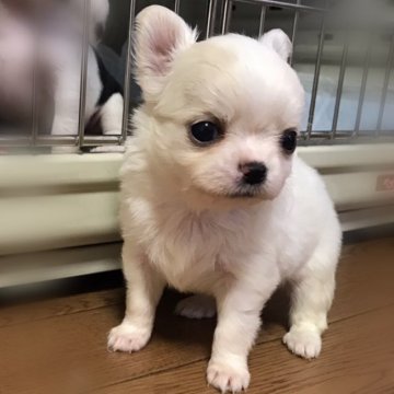 チワワ(ロング)【徳島県・男の子・2020年12月31日・クリームホワイト】の写真「本当に可愛い僕❤️」