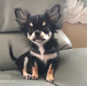 チワワ(ロング)【徳島県・女の子・2018年4月19日・ブラックタンホワイト】の写真「お外デビューしています❣️」