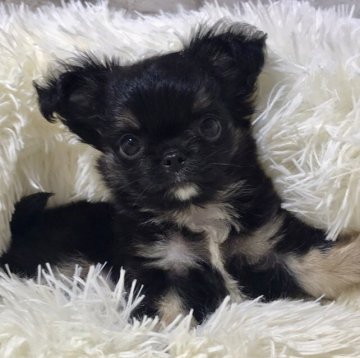 チワワ(ロング)【徳島県・男の子・2020年9月27日・ブラックタン】の写真「真っ黒だけど…めっちゃくちゃ可愛いお顔です❣️」