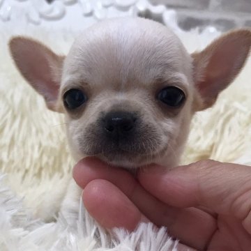 チワワ(スムース)【徳島県・男の子・2020年9月17日・クリームホワイト】の写真「愛らしい僕❣️」