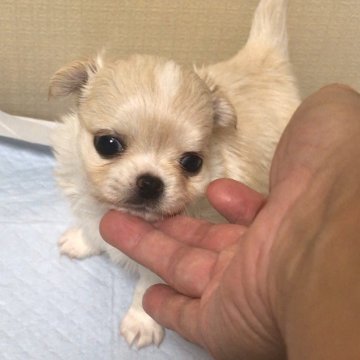 チワワ(ロング)【徳島県・女の子・2020年5月1日・クリームホワイト】の写真「ほんわか〜癒し系…の、タレ目な私」