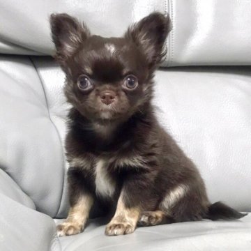 チワワ(ロング)【徳島県・男の子・2020年10月18日・チョコレートタン】の写真「お顔、仕草ともに可愛い子」