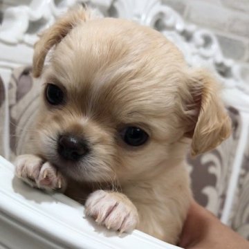チワワ(ロング)【徳島県・女の子・2020年3月13日・クリーム】の写真「可愛いお顔の私❤️」