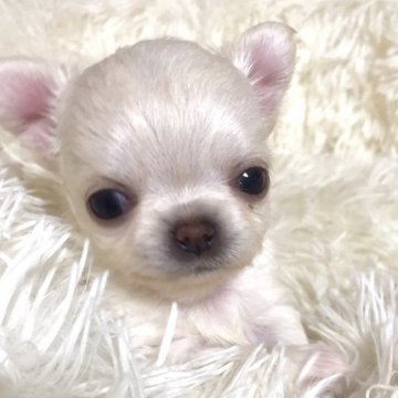 チワワ(ロング)【徳島県・女の子・2020年12月31日・クリームホワイト】の写真「おチビで可愛いお顔の私❣️」