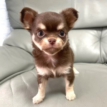 チワワ(ロング)【徳島県・男の子・2023年2月16日・チョコレートクリーム】の写真「洋風テイストの…可愛い僕❤️」
