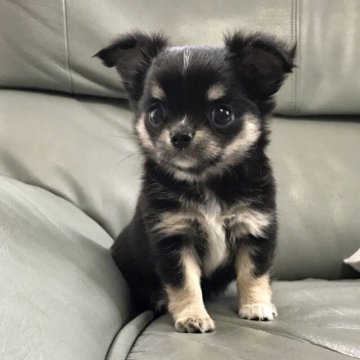 チワワ(ロング)【徳島県・女の子・2018年8月11日・ブラックタンホワイト】の写真「動画更新しました‼︎」