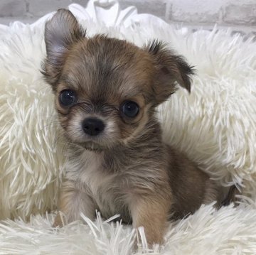 チワワ(ロング)【徳島県・男の子・2020年7月31日・フォーン】の写真「チビチビ可愛い僕」